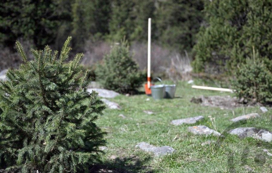 Изображение посадки малых деревьев