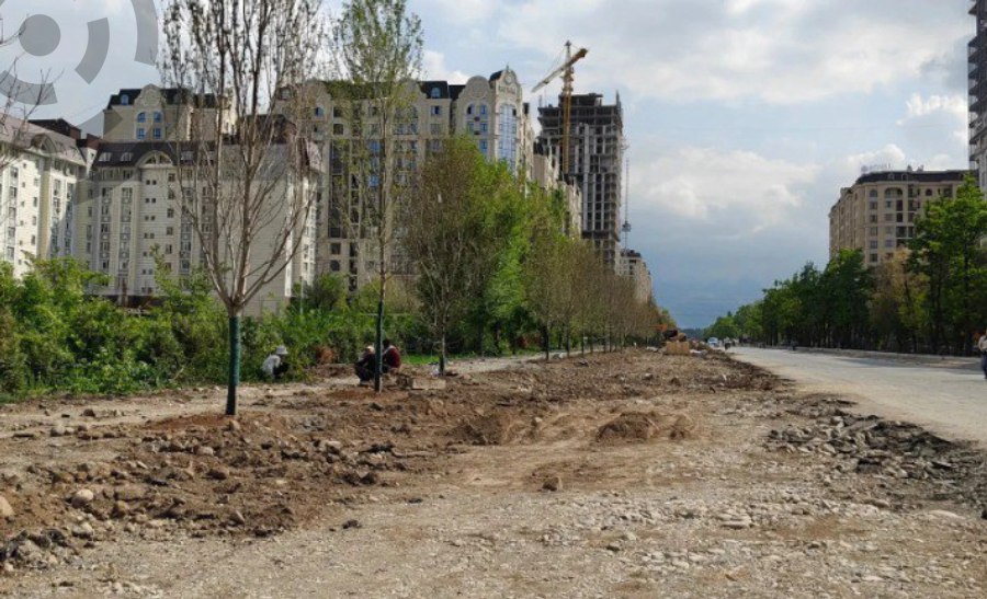 Высадка новых деревьев