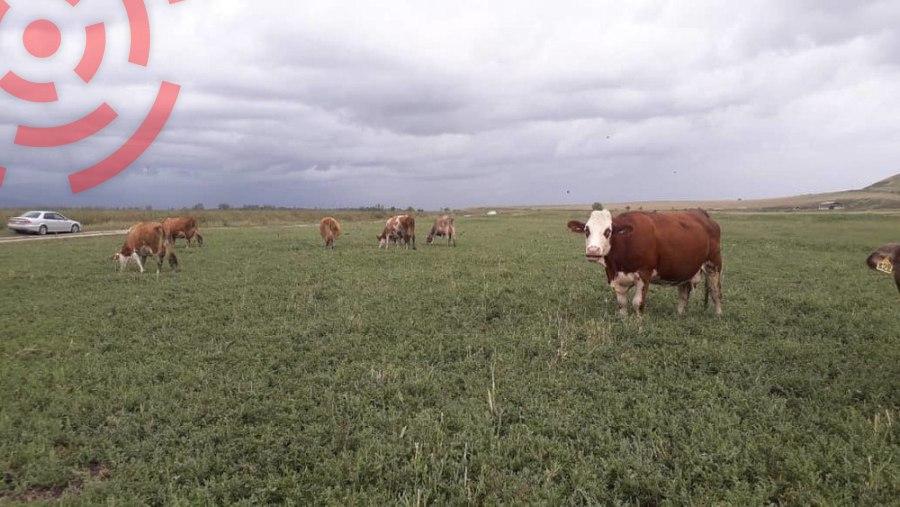 КРС Кыргызстан импортирует из России